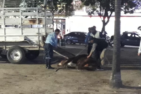 Un ternero cayó del camión que lo trasladaba