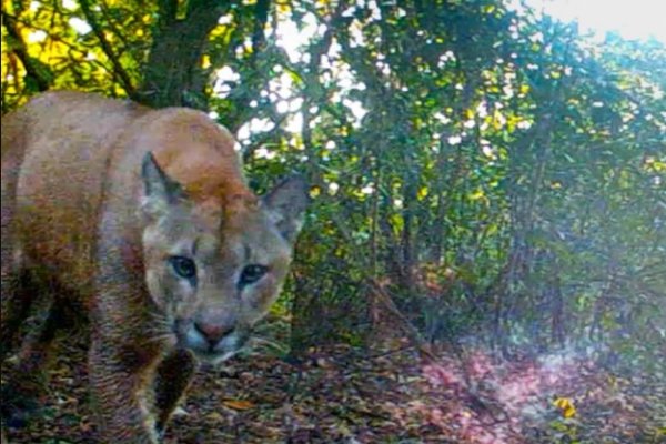 Luego de extinguirse, se volvieron a ver pumas  en los Esteros del Iberá