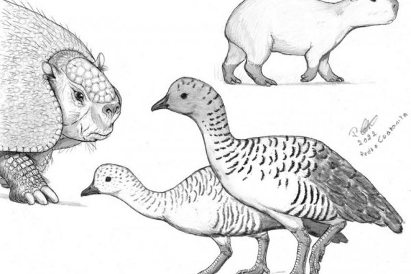 Identifican los primeros restos fósiles de un ave en Corrientes