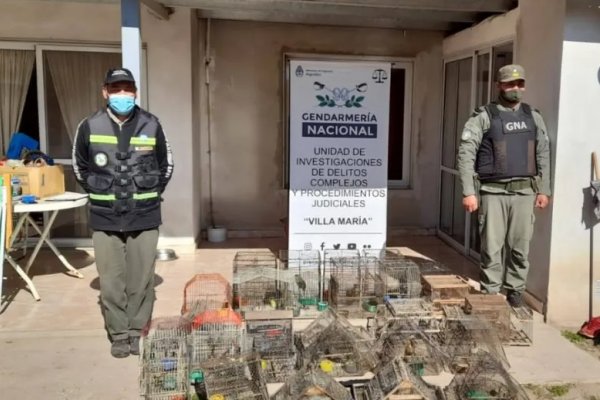 Rescataron varios ejemplares de aves silvestres que estaban en cautiverio cerca de San Cosme