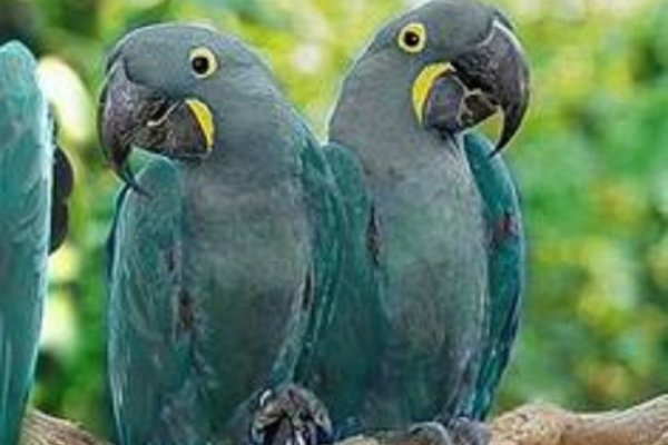 El guacamayo de Lear y la esperanza de ver a un gran azul en Corrientes