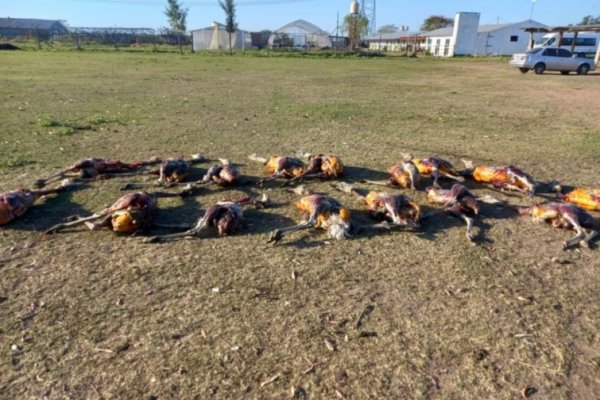 Detuvieron a dos hombres con 19 ñandúes muertos en Corrientes