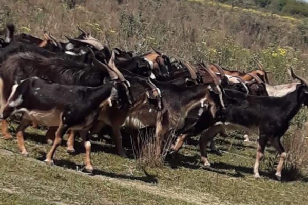 Corrientes: se estaban robando más de 30 chivos y fueron atrapados