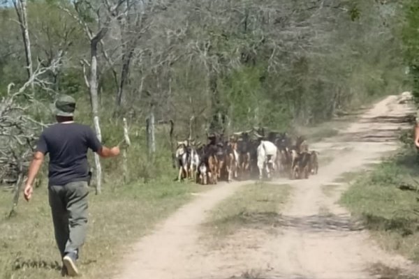 Se recuperaron32 chivos que huyeron por la sequía