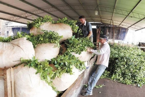 Yerba Mate: Agricultura fijó en $70,08 el valor de la hoja verde