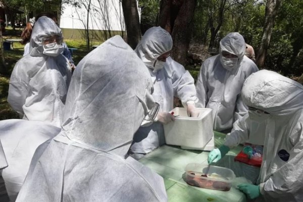 Corrientes en alerta y con tareas de prevención por por Fiebre Amarilla