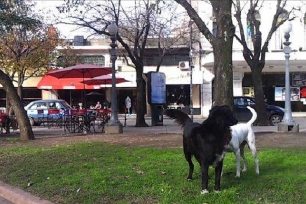 Investigan envenenamiento de perros en una localidad correntina