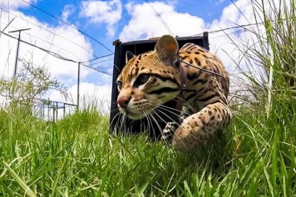 Llegó a los Esteros del Iberá el ocelote Vilca rescatado de Jujuy