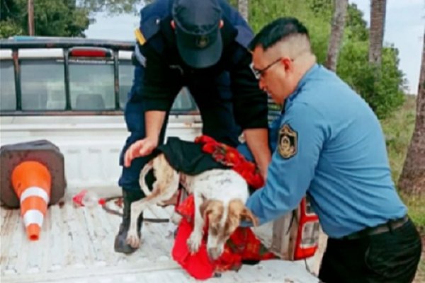 Rescataron a dos perros abandonados en una casa y en malas condiciones