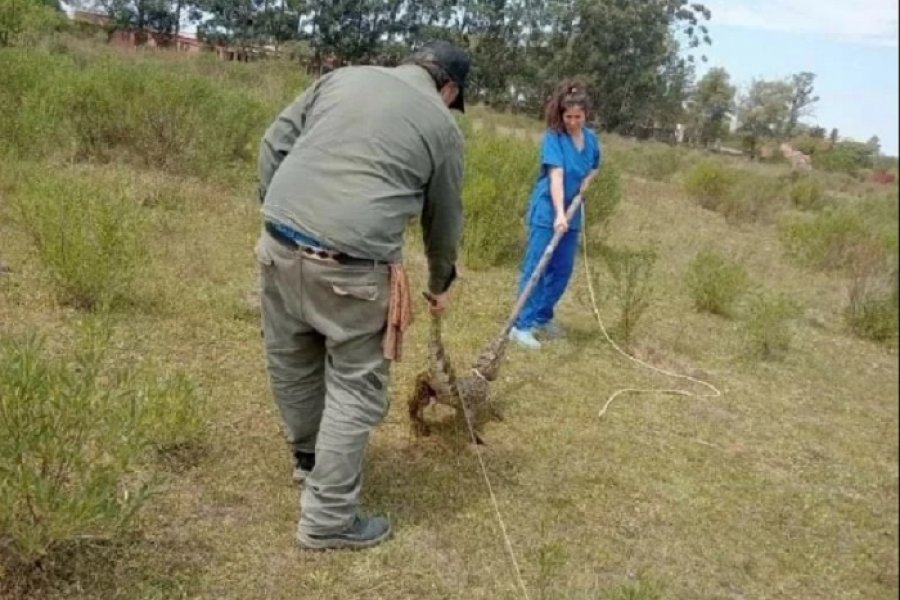 Rescataron a un yacaré ñato overo en la localidad de Mercedes