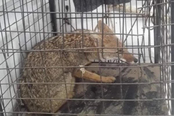 Itatí: rescataron y devolvieron a su hábitat al zorro que apareció en el patio de una casa