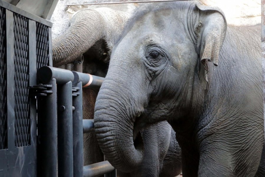 Murió Pocha, la elefanta trasladada desde Mendoza a un santuario en Brasil