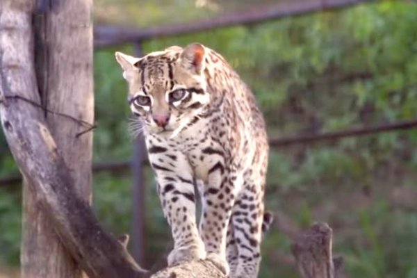 En menos de un año, cinco ocelotes fueron reintroducidos a los Esteros Iberá