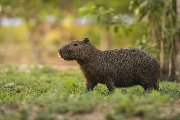 Secuestraron armas de fuego y rescataron animales de la fauna silvestre en una localidad correntina