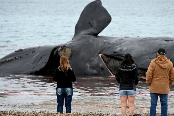 Encontraron tres nuevos cadáveres y ya suman 18 las ballenas muertas