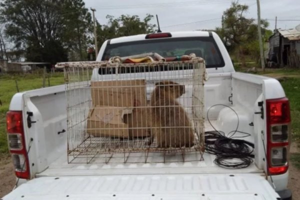 Recataron a un carpincho que tenían como mascota en la localidad de Mercedes