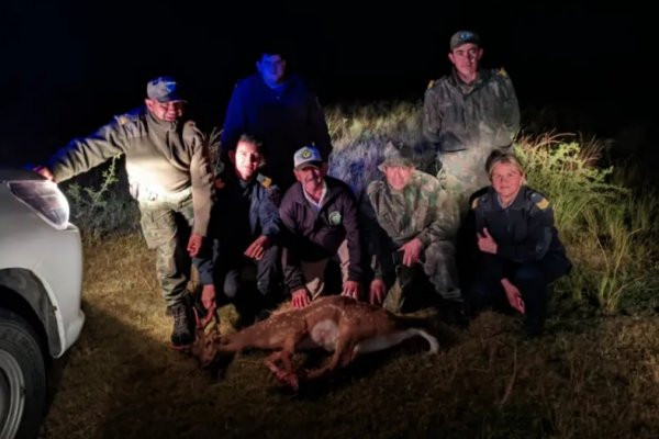 Corrientes: Rescataron y devolvieron a su hábitat a un ciervo axis