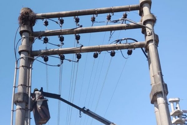 DPEC: un nido de loros dejó sin luz media ciudad correntina