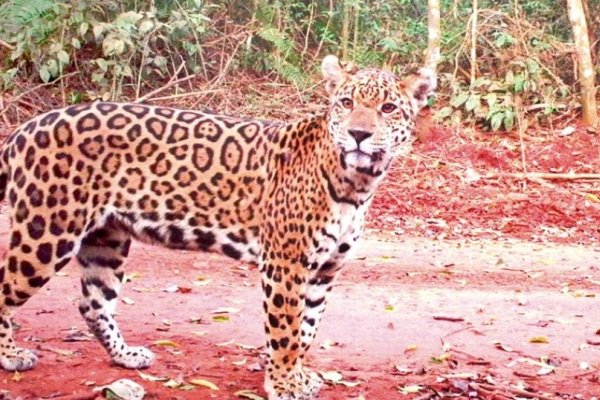 Espectacular: captan a ocho yaguaretés en el Parque Nacional Iguazú