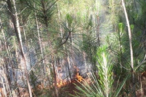 Fuego en el Iberá: vigilan un incendio en un bañado y acuden a la Justicia por otro