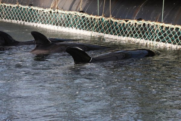 Presentan un proyecto para prohibir espectáculos de animales marinos en cautiverio