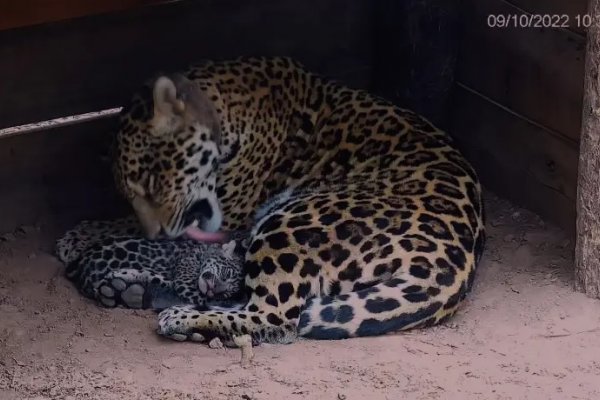 Nacieron dos yaguaretés en el Impenetrable chaqueño y serán traídos a Corrientes