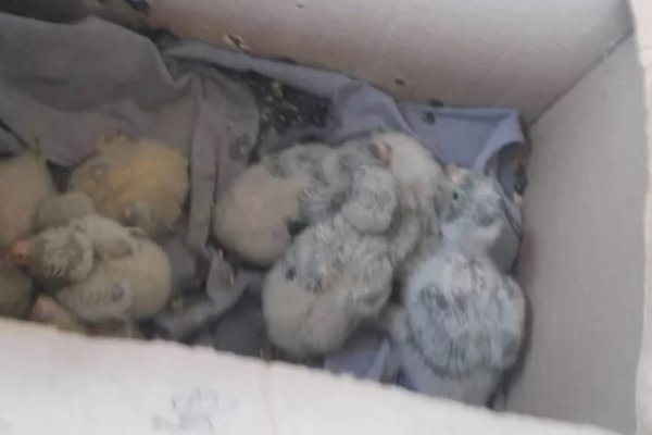 La policía rescató a 10 pichones de loros que vendían en redes sociales