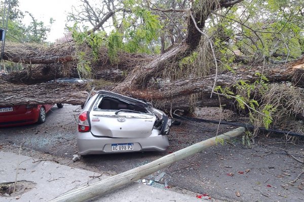 Cayó un arbol y provocó destrozos en varios autos