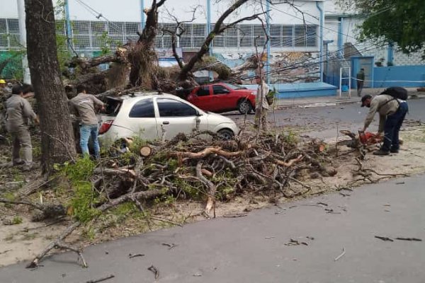 La Municipalidad intervino tras la caída del árbol en el parque Mitre