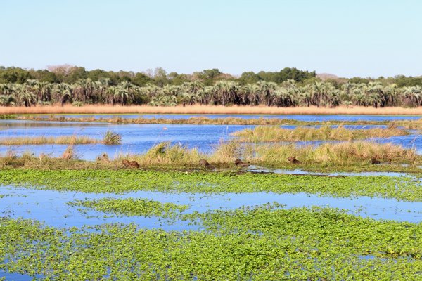 Con más de 800 inscriptos dará inicio el Primer Congreso Ecoturístico del Litoral en Corrientes