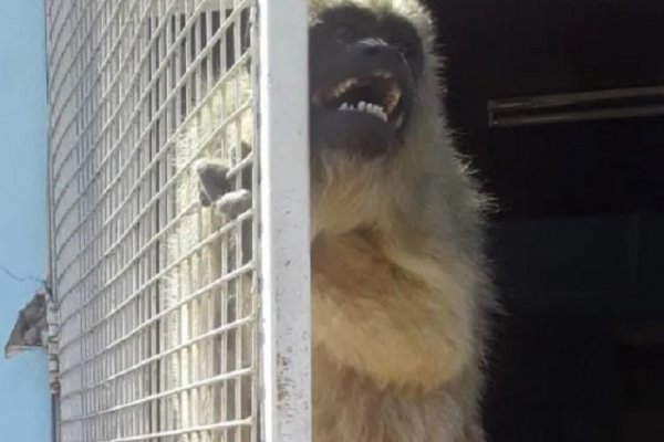 Corrientes: rescataron a un ejemplar de mono carayá que tenían como mascota en un domicilio