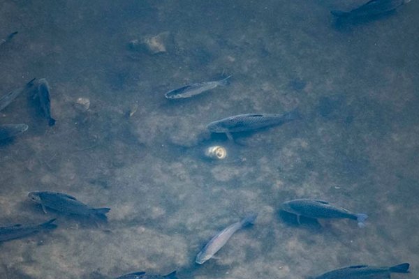 Constatan desove de peces en el Paraná, pero no garantizan que la reproducción sea efectiva