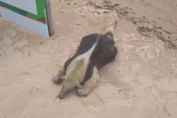 Repudio generalizado tras la aparición de un oso melero muerto en la costanera de Corrientes