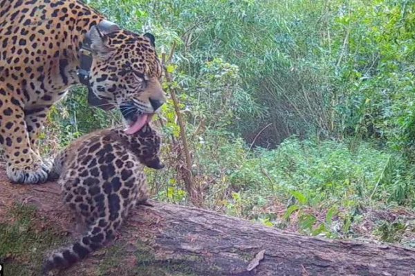 Encontraron dos nuevos yaguaretés en el Chaco