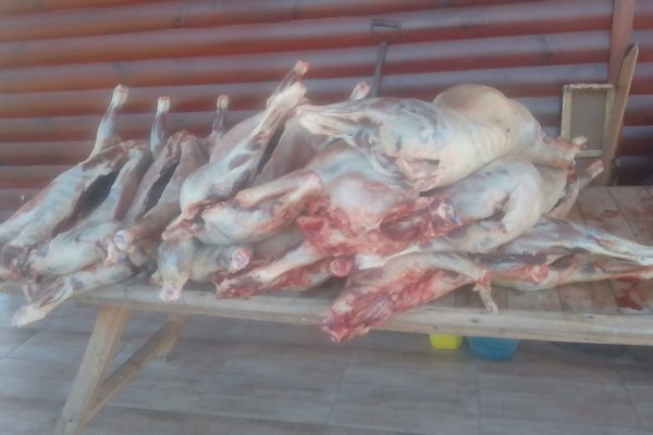 La Policía secuestró animales ovinos faenados trasportados sin las medidas sanitarias