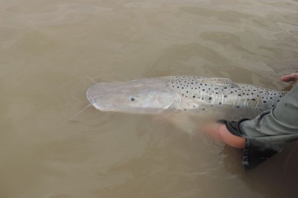 Otra mala nota para Corrientes: hay más reproducción de peces en ríos de chaco