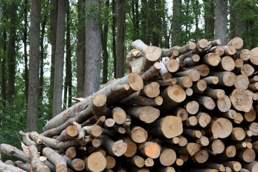 Chubut avanza con un proyecto para sustituir el uso de gasoil por biomasa forestal