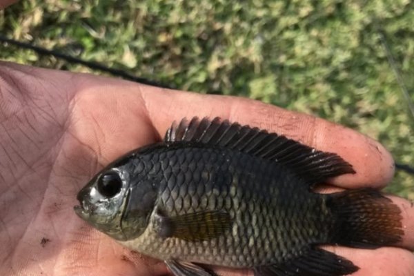 Hallaron en Estados Unidos una población de peces nativos del río Paraná