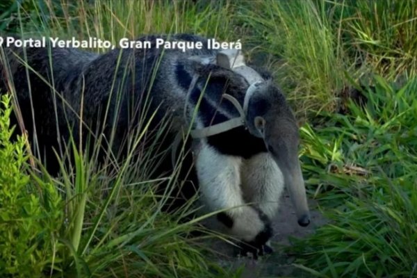 Conmovedora historia de dos osos hormigueros que liberaron en los Esteros del Iberá