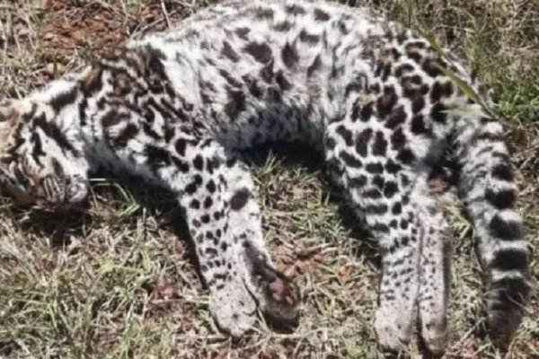 Corrientes: encontraron un gato montés atropellado