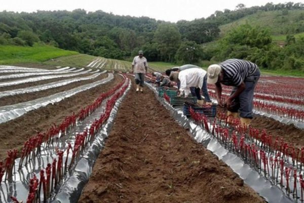 Medidas fiscales y crediticias para que las economías cordilleranas puedan afrontar las heladas