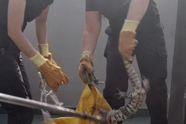 Corrientes: una iguana apareció en una casa y fue rescatada por los Bomberos