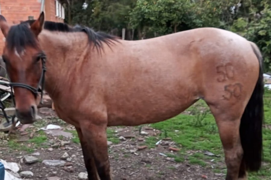 La Policía recuperó un animal equino denunciado como sustraído de la Republica del Brasil