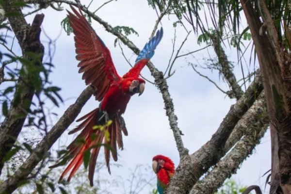 Dos pichones guacamayos que fueron rescatados de los incendios fueron liberados en los Esteros del Iberá