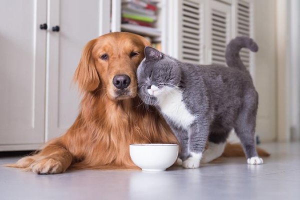 Salud planifica capacitaciones sobre la importancia del cuidado de las mascotas
