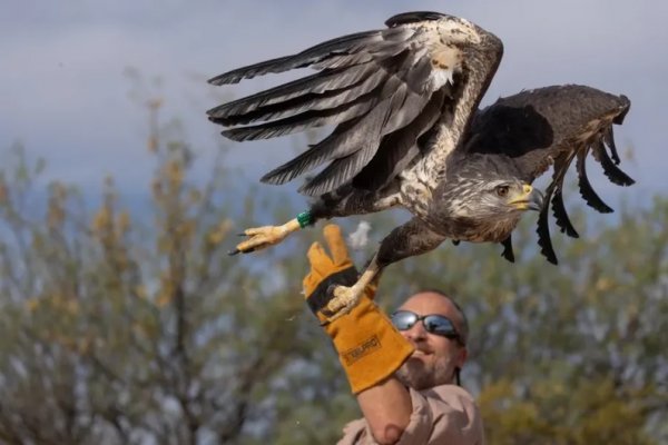 Una majestuosa águila coronada fue liberada en Mendoza