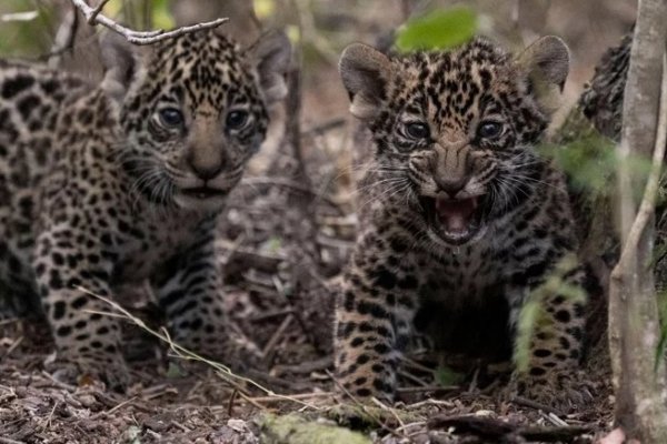 Corrientes: El Iberá sumó dos nuevos yaguaretés que fueron traídos del Impenetratble