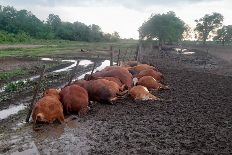 Un rayo mató a 65 terneros en un corral tras un temporal en Formosa