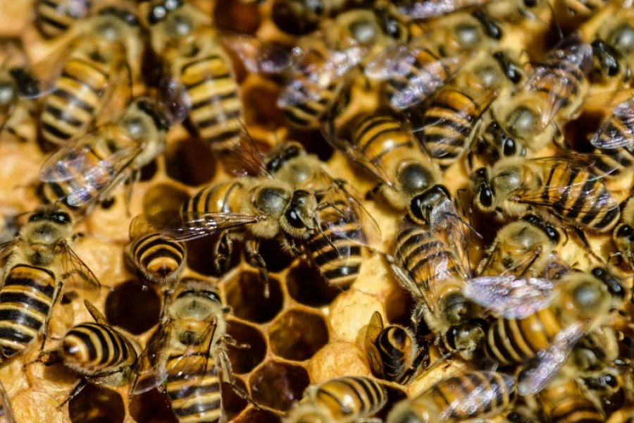 Uruguay: un enjambre de abejas atacó a 32 personas y ocho niños debieron ser hospitalizados