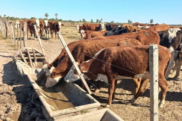 Corrientes: impactantes imágenes de la sequía en campos de Goya